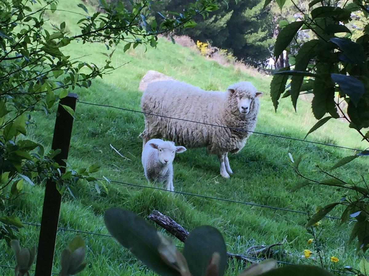 Cashmere Hills B&B Christchurch Eksteriør bilde